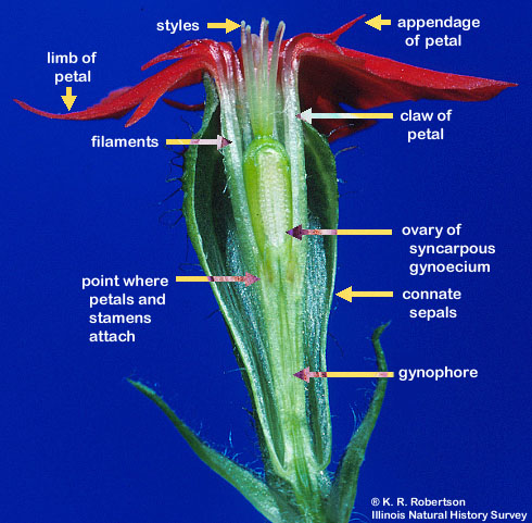 06-caryophyllaceae-flower | Colorado Native Plant Master carnation floral diagram 